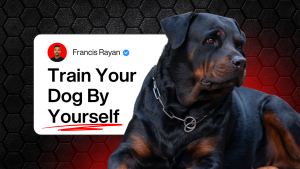 Online Dog Training Video Series - Complete Guide